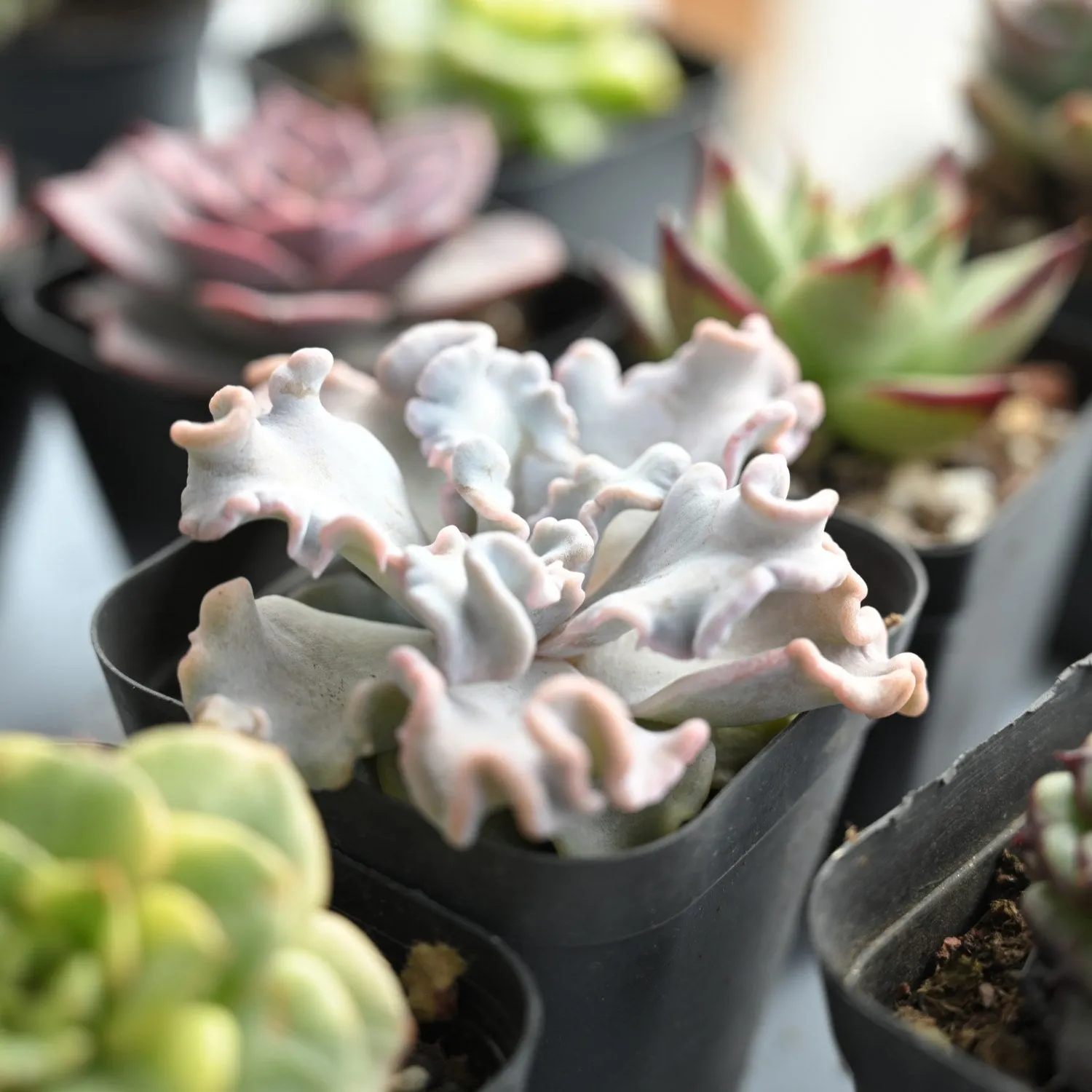 Echeveria 'Crispate Beauty' (Rare)