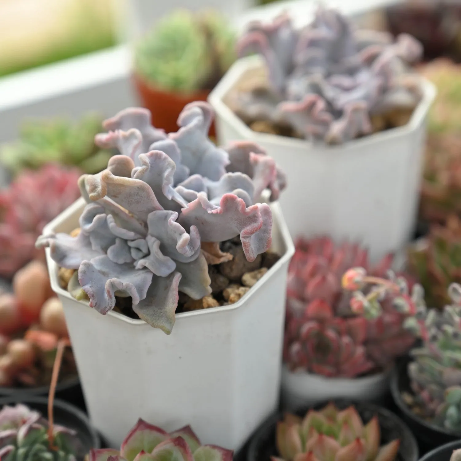 Echeveria 'Crispate Beauty' (Rare)