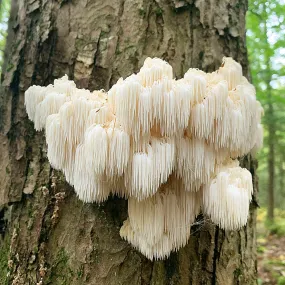 Lions Mane (Hericium erinaceus)
